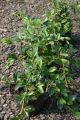 Teppichmispel, Kriechmispel radicans - Cotoneaster dammeri var. radicans