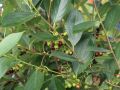 Apfelbeere 'Hugin' - Aronia melanocarpa 'Hugin'