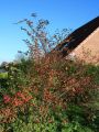 Strauchmispel / Graue Strauchmispel - Cotoneaster dielsianus