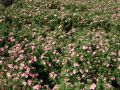 Fingerstrauch / Potentille 'Lovely Pink' - Potentilla 'Lovely Pink'  �