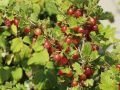 Stachelbeere 'Redeva'   rot - Ribes uva-crispa 'Redeva' rot