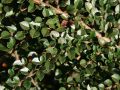 F�cherzwergmispel - Cotoneaster horizontalis