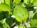 Pflaumenbl�ttrigen Wei�dorn - Crataegus prunifolia