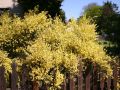 Elfenbein-Ginster - Cytisus praecox 'Allgold'