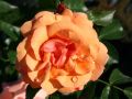 Beetrose 'Aprikola' � - Rosa 'Aprikola' �