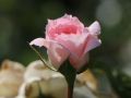 Strauchrose 'Bremer Stadtmusikanten' � / 'Belami' � - Rosa 'Bremer Stadtmusikanten' � / 'Belami' �