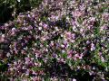 Purpur-Ginster / Rosenginster - Cytisus purpureus
