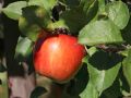 Herbstapfel 'Erwin Baur' - Malus 'Erwin Baur'