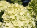 Rispenhortensie 'Limelight' - Hydrangea paniculata 'Limelight'
