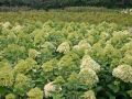 Rispenhortensie 'Limelight' - Hydrangea paniculata 'Limelight'