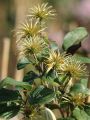 Clematis 'Piilu' - Clematis 'Piilu'