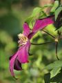 Clematis 'Westerplatte' - Clematis 'Westerplatte'