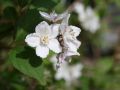 Kalmiendeutzie - Deutzia kalmiiflora
