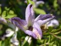 Clematis 'Caerulea Luxurians' - Clematis viticella 'Caerulea Luxurians'