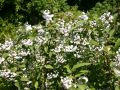 Hoher Maiblumenstrauch / Sternchen Strauch / Deutzie - Deutzia magnifica