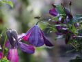 Clematis 'Walenburg' - Clematis viticella 'Walenburg'