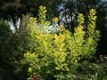 Goldgelber Per�ckenstrauch - Cotinus coggygria 'Golden Spirit'