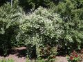 Maiblumen Strauch / Gef�llter Sternchenstrauch / Deutzia 'Plena' - Deutzia scabra 'Plena'