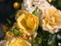 Bodendeckerrose 'Yellow Fairy' � - Rosa 'Yellow Fairy' �