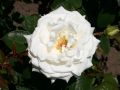 Edelrose 'Memoire' � - Rosa 'Memoire' �