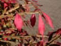 Pfaffenh�tchen / Korkspindel / Korkfl�gelstrauch - Euonymus alatus