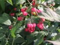 Pfaffenh�tchen / Gemeiner Spindelbaum - Euonymus europaeus