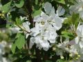 Sparriege Prunkspiere - Exochorda racemosa