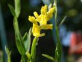Fl�gel-Ginster - Genista sagittalis