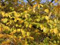 Herbstbl�hende Virginische Zaubernuss - Hamamelis virginiana