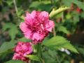 Garteneibisch 'Duc de Brabant' - Hibiscus syriacus 'Duc de Brabant'