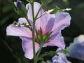 Garteneibisch 'Blue Bird' / 'Oiseau Bleu' - Hibiscus syriacus 'Blue Bird' / 'Oiseau Bleu'