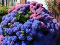 Bauernhortensie 'Bouquet Rose' - Hydrangea macrophylla 'Bouquet Rose'
