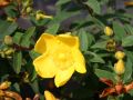 Hohes Johanniskraut - Hypericum moserianum