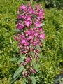 Rotes Lorbeerr�slein / Lorbeerrose - Kalmia angustifolia 'Rubra'