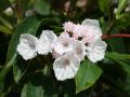Berglorbeer / Lorbeerrose - Kalmia latifolia