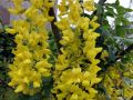 Edelgoldregen 'Vossii' - Laburnum watereri  'Vossii'