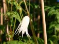 Clematis 'White Swan' - Clematis macropetala 'White Swan'