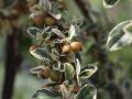 Kriechmispel 'Juliette' auf Stamm - Cotoneaster dammeri 'Juliette' Stamm