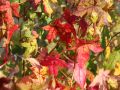 Amberbaum - Liquidambar styraciflua