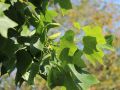 Tulpenbaum - Liriodendron tulipifera