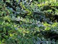 B�schungsmyrthe - Lonicera pileata