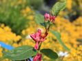 Tatarische Heckenkirsche 'Hack's Red' - Lonicera tatarica 'Hack's Red'