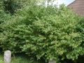 Gemeine Heckenkirsche / Rote Heckenkirsche - Lonicera xylosteum