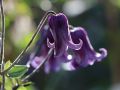 Clematis 'Rouguchi' - Clematis integrifolia 'Rouguchi'
