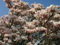 Tulpenmagnolie / Magnolia soulangiana - Magnolia soulangiana