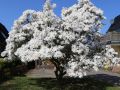Sternmagnolie - Magnolia stellata