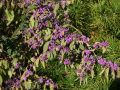 Purpur-Sch�nfrucht 'Issai' / Liebeseperlenstrauch - Callicarpa dichotoma 'Issai'