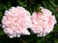 Englische Rose 'Eglantyne' - Rosa 'Eglantyne'