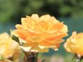 Englische Rose 'Molineux' � - Rosa 'Molineux' �
