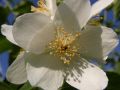 Bauernjasmin / Pfeifenstrauch / Duftender Bauernjasmin - Philadelphus coronarius